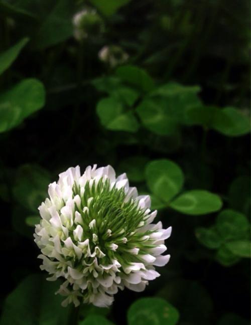 幸运草的花语与寓意（探秘幸运草的各种寓意和象征意义）