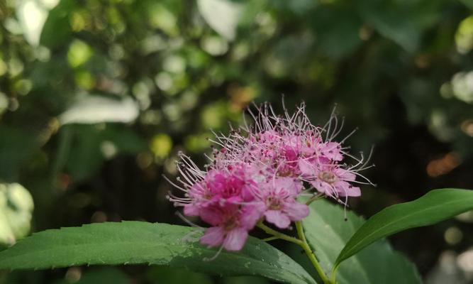 绣线菊花语与寓意（解读绣线菊的15种花语）