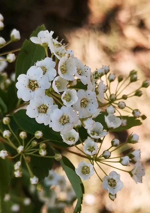 绣线菊花语与寓意（解读绣线菊的15种花语）