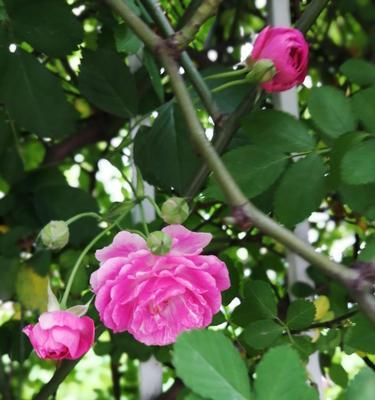 野蔷薇的花语——魅力与坚强（探寻野蔷薇的花语与象征）