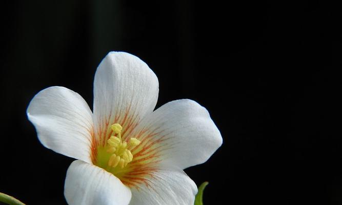 油桐花花语之美（探寻油桐花背后的花语与象征意义）