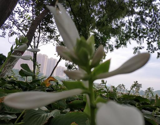 玉簪花（玉簪花的神秘与美丽）