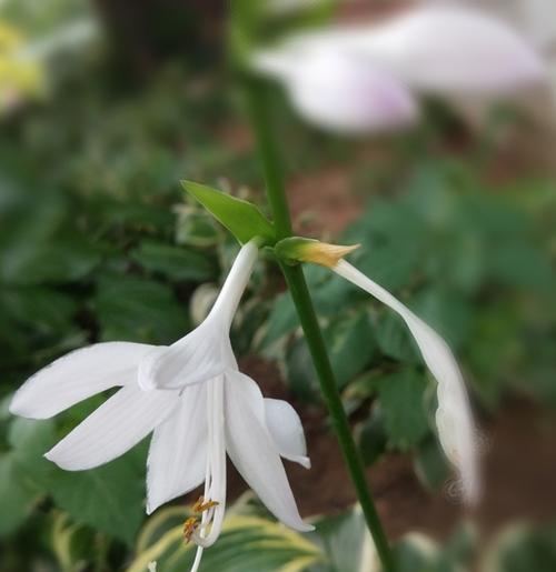 玉簪花（玉簪花的神秘与美丽）