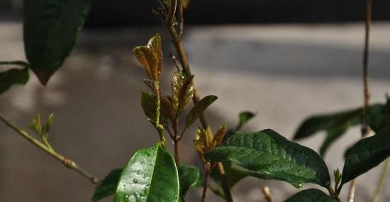 桂花移栽多久生根发芽（了解桂花树生根发芽时间）