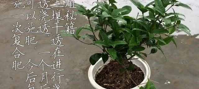 桂花移栽多久生根发芽（了解桂花树生根发芽时间）