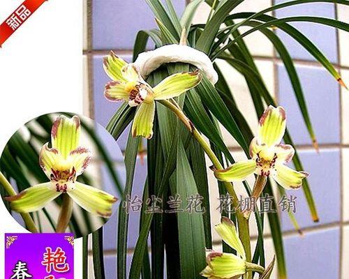 栽种兰花的正确方法图解（学习如何轻松种植兰花）