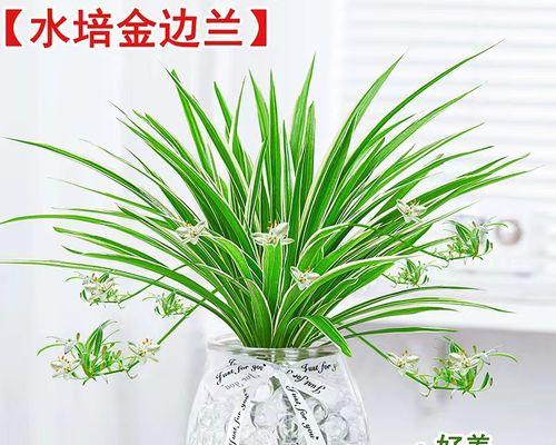 水培什么花好看又好养（盘点六种好养的水培植物）