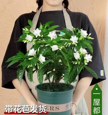 四季丁香的盆栽怎么养（丁香种植方法及养护）