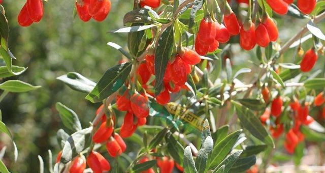 枸杞怎么种植容易成活（枸杞树的种植方法与管理）