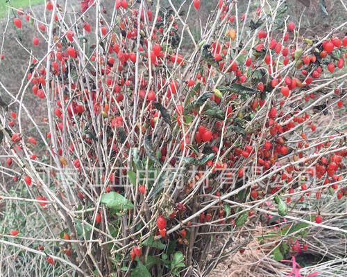 枸杞怎么种植容易成活（枸杞树的种植方法与管理）