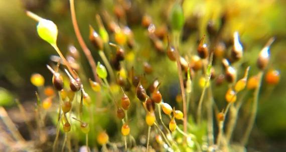 苔藓怎么施肥更绿（苔藓对肥料的需求）