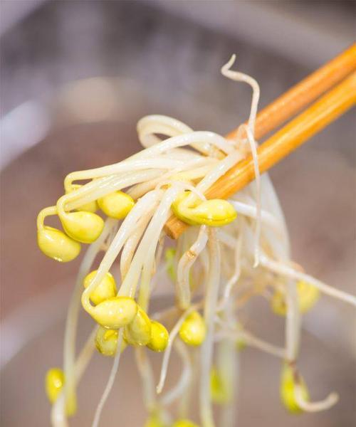 黄豆芽怎样生豆芽快（黄豆芽的正确种植方法）