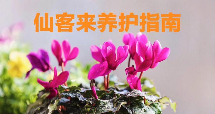 仙客来怎么种植方法（有关仙客来播种季节）