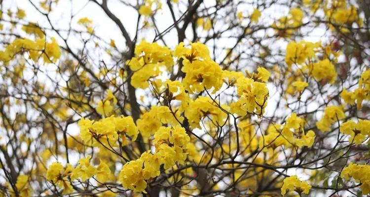 黄花风铃木属于乔木还是灌木（讲解黄花风铃木的特点）