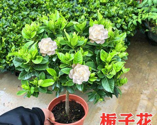 栀子花怎么修剪（栀子花修剪时间和方法）