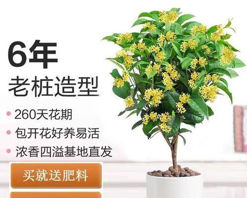 如何养好桂花（养桂花的注意事项）