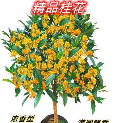 如何养好桂花（养桂花的注意事项）