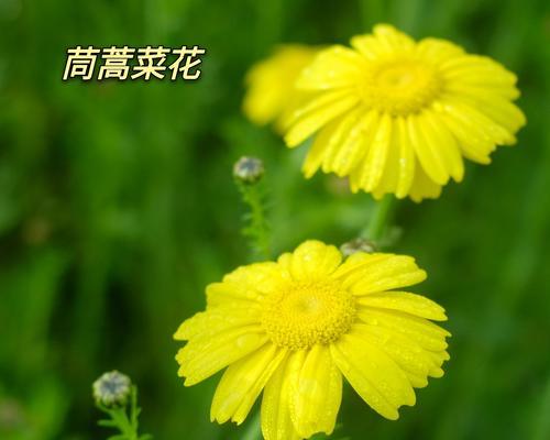 枫蒿菜怎么种植（枫叶杞柳菜种植技术）