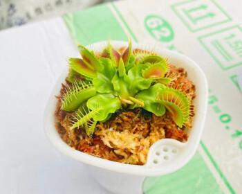 食蝇草怎么养才能养活（食蝇草养殖方法与技巧）