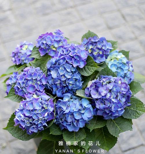 绣球花怎样过冬（分享绣球花冬季扦插生根技巧）