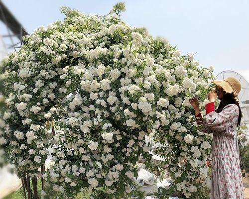 木香花花期几个月（有关木香花开花时间）