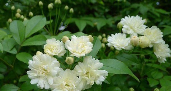 木香花花期几个月（有关木香花开花时间）