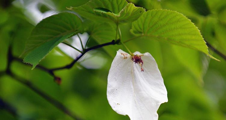 中国的鸽子树是什么植物（关于鸽子树的简介）