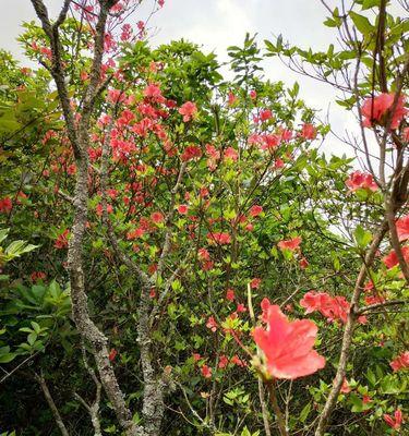 紫花杜鹃什么时候开花（有关杜鹃花花期简介）