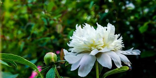 白芍怎样种植（白芍种植技术要点）