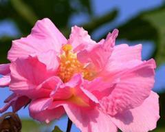 芙蓉花怎样养殖（芙蓉花的种植及养护）