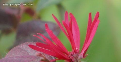 红花继木怎么繁殖才好（红花继木扦插时间和方法）