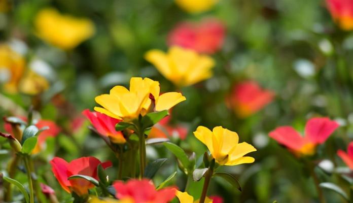 什么花是夏天开放（盘点夏天十种最美的花）