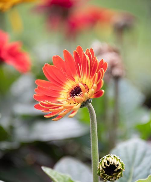 什么花是夏天开放（盘点夏天十种最美的花）