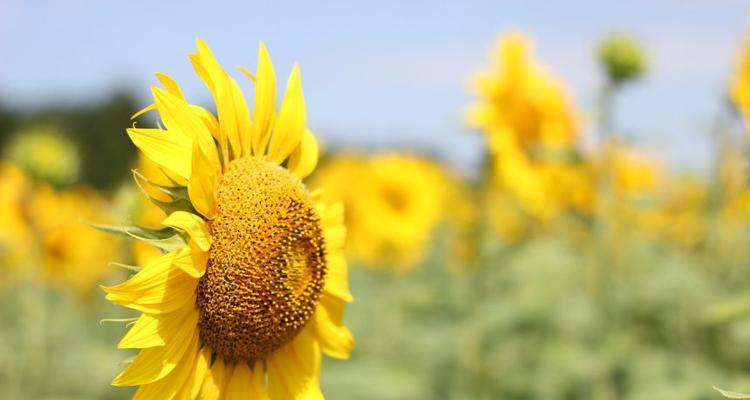 向日葵在什么季节开（观赏向日葵花期简介）