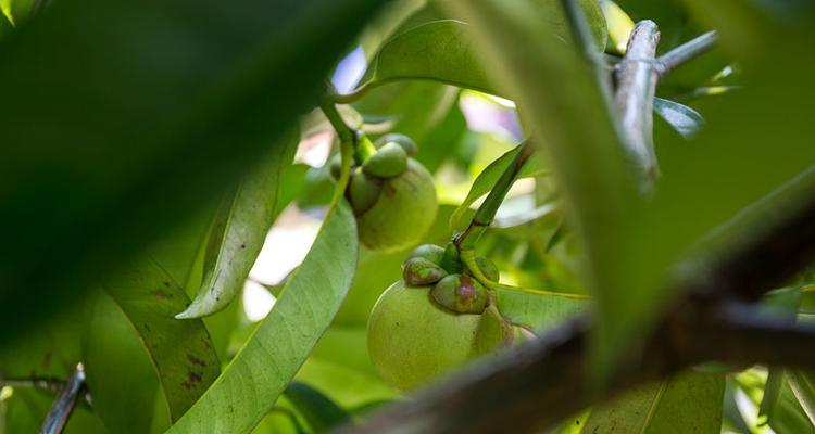 山竹种子怎么种植（山竹种子的种植方法和技巧）