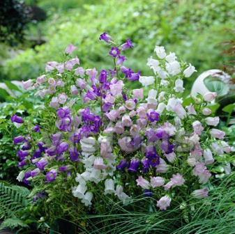 风铃草什么时候开花（风铃花期养护要点）