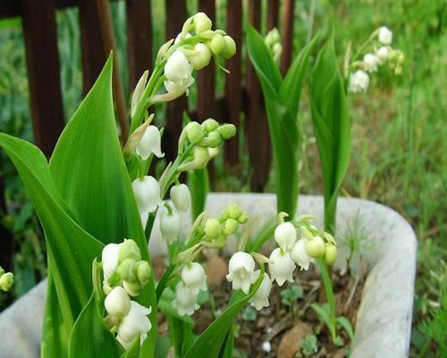 风铃草什么时候开花（风铃花期养护要点）