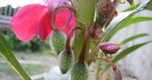 凤仙花种子怎么种植（凤仙花种子种植方法和时间）