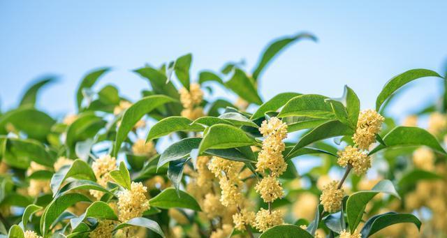 小叶桂花树有哪几种（常见的桂花树品种介绍）