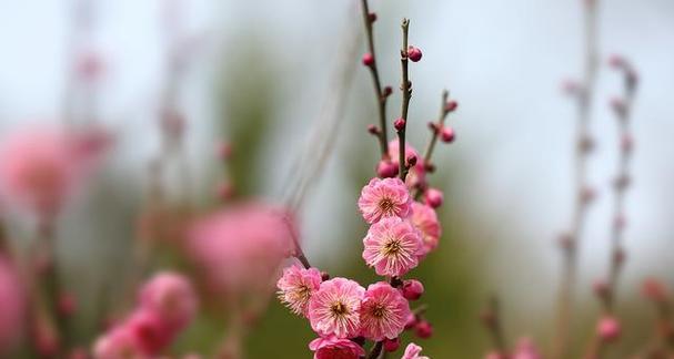 梅花是几月开花的（观赏梅花花期简介）