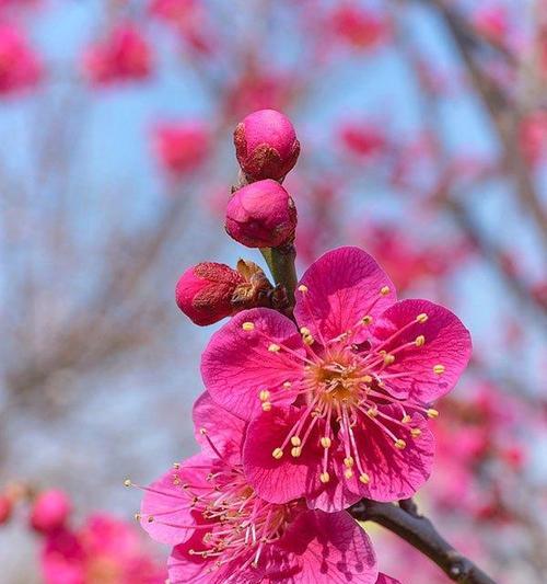 梅花是几月开花的（观赏梅花花期简介）