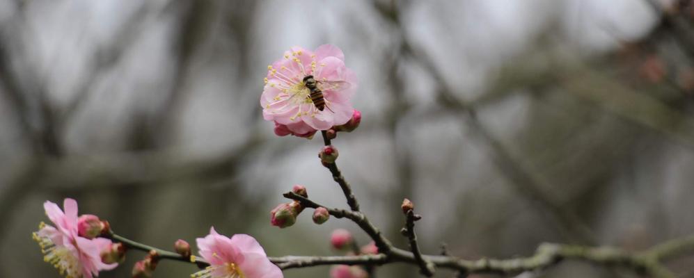 梅花是几月开花的（观赏梅花花期简介）