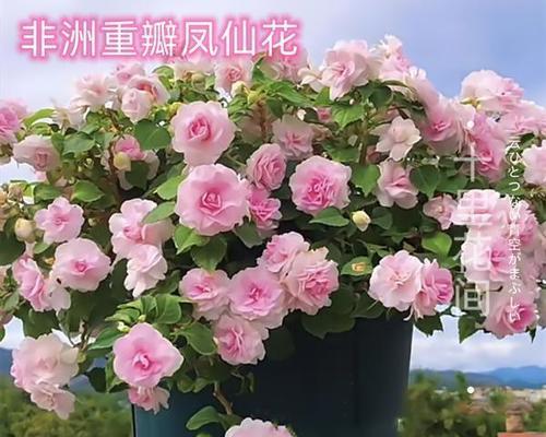 小凤仙花怎么养才好（了解凤仙花的养殖方法）