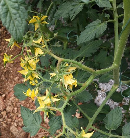 西红柿怎样种植结果多（西红柿的种植方法步骤）