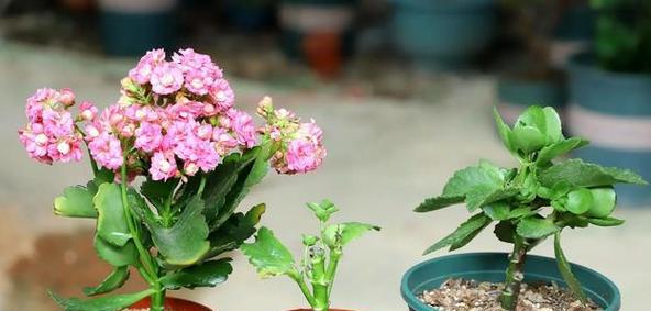 什么植物适合冬天养（冬天养的耐寒植物排名）