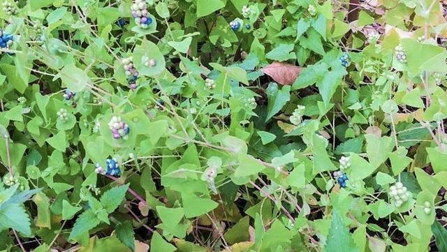 山药怎么种又直又粗（山药种植技术与方法）