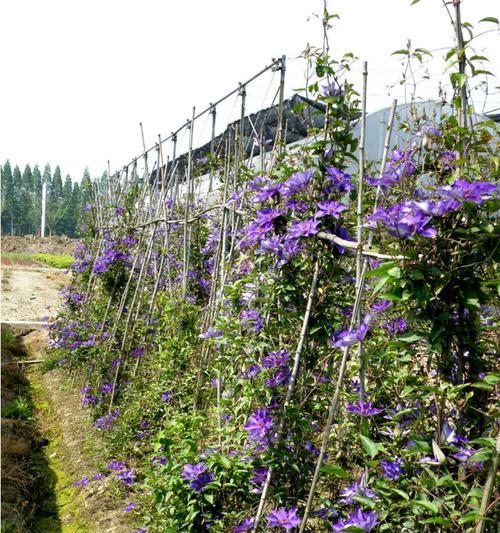 藤本植物分类有哪些（最常见的藤本植物介绍）