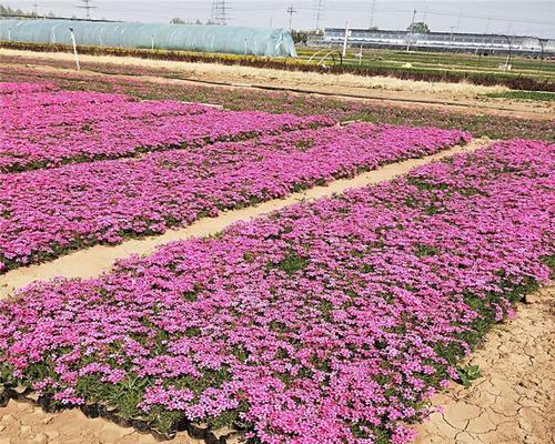 丛生福禄考花期在哪个季节（观赏福禄考花期简介）