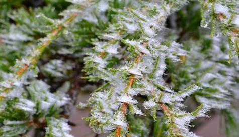 雪松的生长环境及特征（雪松的喜好条件及适宜生长的环境）