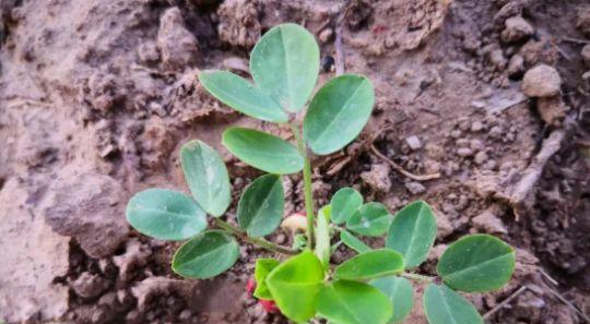 花生种植技术与管理（花生的栽培）